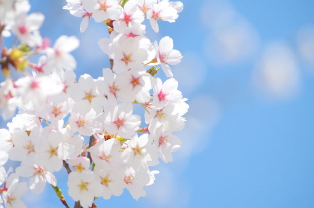 米子桜まつり2017