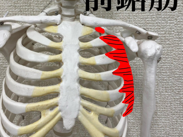 前鋸筋から肩甲骨への影響