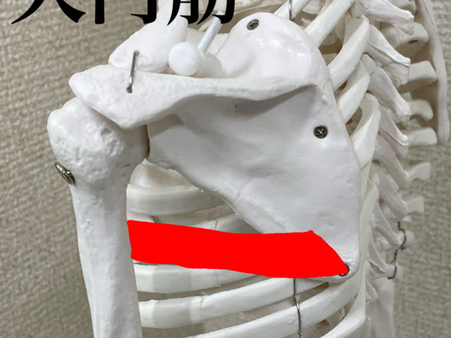 腕が上がりにくい、小円筋と大円筋