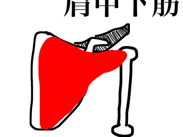 呼吸が浅くなる　ローテーターカフ2