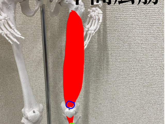太もも前の筋肉①中間広筋