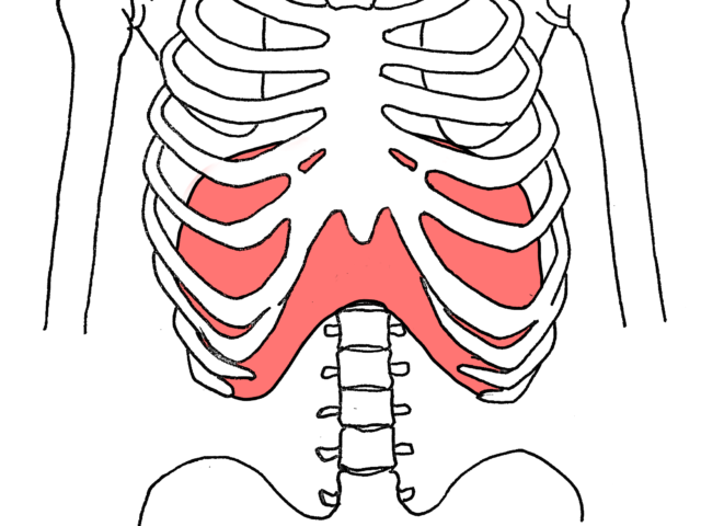 the呼吸筋！横隔膜！