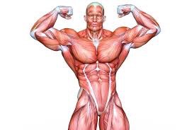 筋トレとストレッチについて