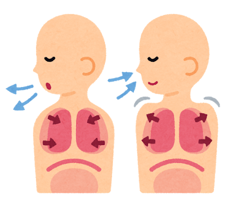 横隔膜って何？